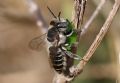 Megachile sp.